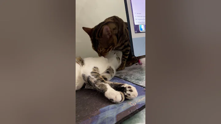 Video 10252541: exotic pets cat, cats funny pets animals, big cat pets, big house cats, exotic animals live