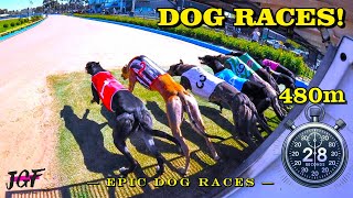 Greyhound Racing – The Most Intense Races Ever Captured!