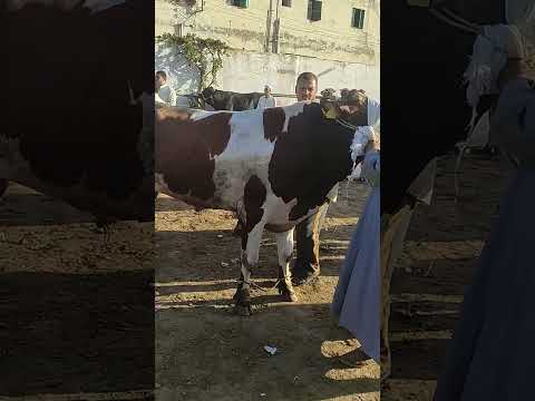 الان سوق المواشي بدمنهور اسعار العجول البقري اللحم
