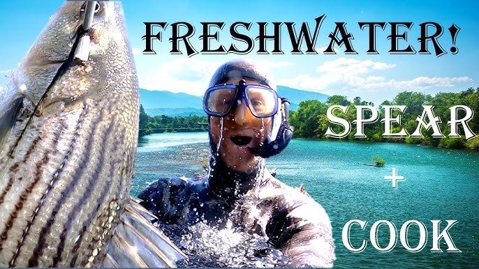 Spearfishing Freshwater  Hunting for Carp in Havasu Lake 