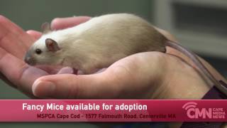 CMN Adorable Adoptables: June 23, 2017