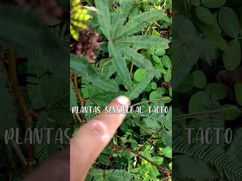 Las Plantas Siente