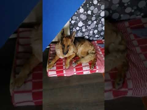 Я скучаю, когда вас нет рядом💞#love #собака #germanshepherd #немецкаяовчарка #youtubeshorts