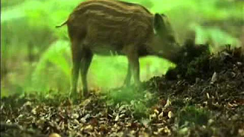 Wild boar sow and piglets foraging in the Forest of Dean (David Slater)