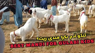 Tando Adam Bakra Mandi 2021 || Tando Adam Goats Market 2021 || Cheapest Market of Goats