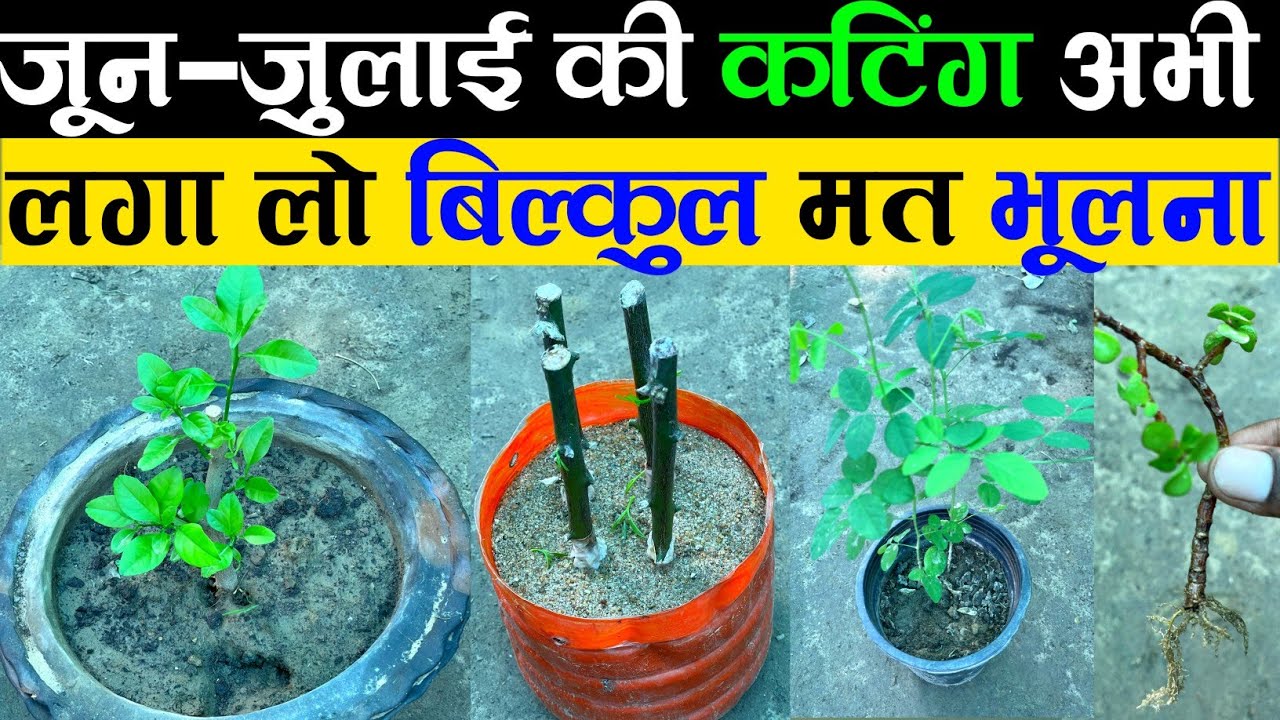 जूनजुलाई की कटिंग अभी लगाना बिल्कुल मत भूलना Cutting Kaise Lagaye How To Grow Cutting Of