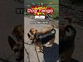 DOG TANGO: Lesson 2 💃🐾 SYNCHRO SPIN! with Jumanji and Lusy! #dog #dogdance #dogtricks