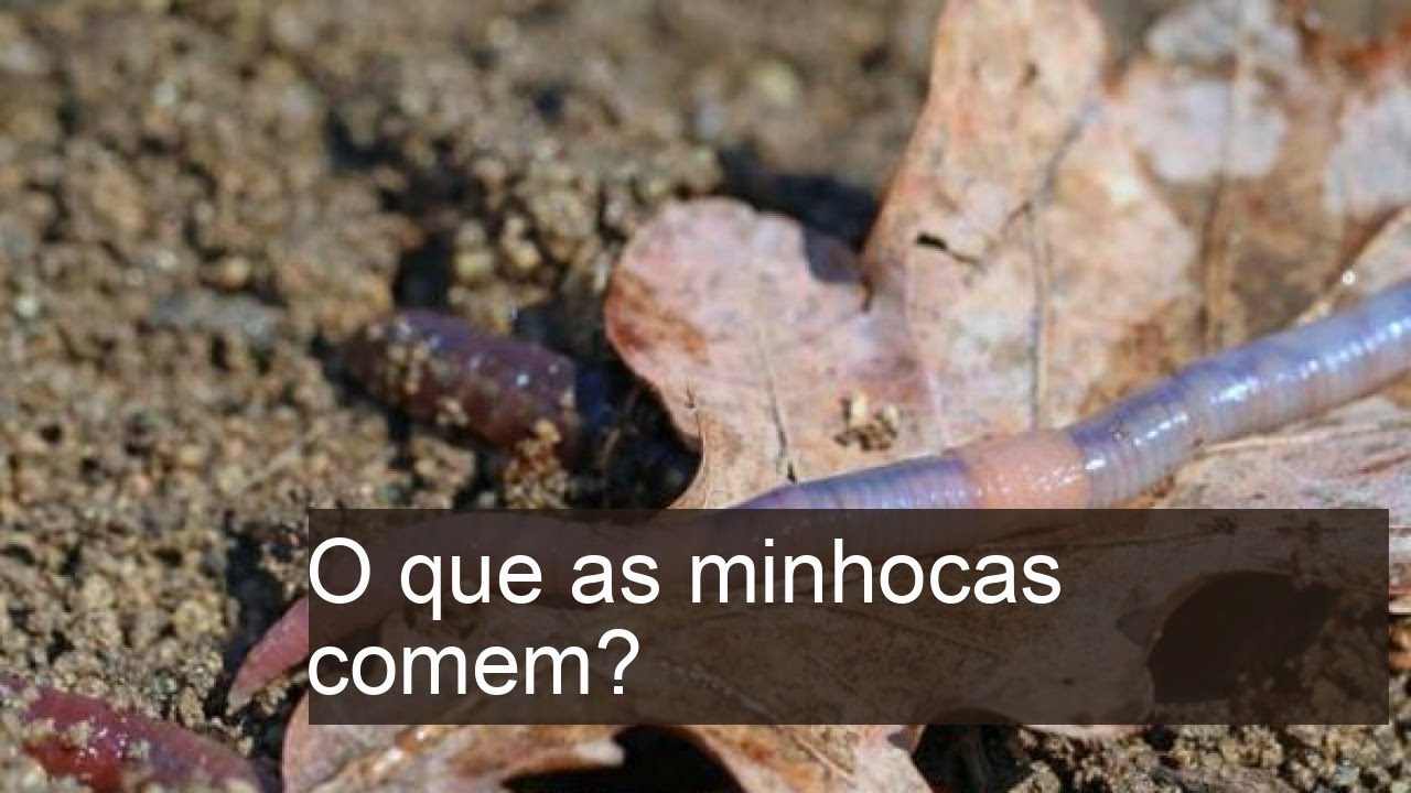 O QUE as MINHOCAS COMEM? - Guia de alimentação - YouTube
