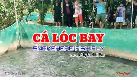 Độc đáo "Cá lóc bay" tại KDL Cồn Sơn (Cần Thơ) | Unique scene "Flying Snakehead" at Con Son - CanTho