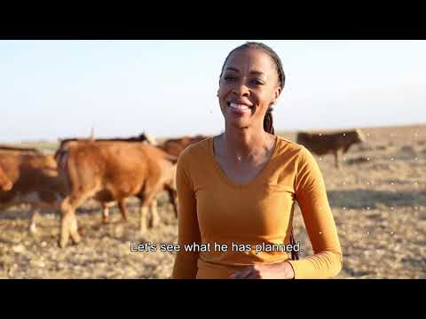 South Africa: African Farming: Obakeng Mfikwe - From Hospital Rounds to Breeding Champion Cattle