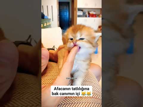 sen çevrimiçi ben