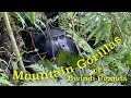 Mountain Gorillas of Bwindi Uganda