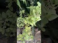 الشاعر القدير جعبار لكل داء 