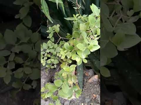 الشاعر القدير جعبار لكل داء