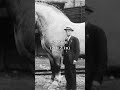 Largest horse in history 