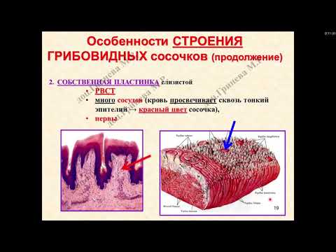 Видео: Какой тип клеток представляет собой щечная клетка?