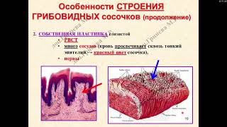 картинка: Гистология. Ротовая полость (Часть 2. Язык)