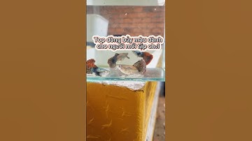 top dòng bảy màu cho người mới tập chơi #cabaymau #guppy #rongdo #hieucacanh