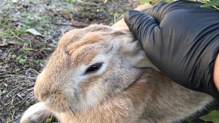 I petted the bunny and it completely dissolved into a puddle of fluff.