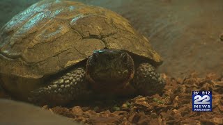 Funding awarded for landowners along Connecticut River to help protect turtles