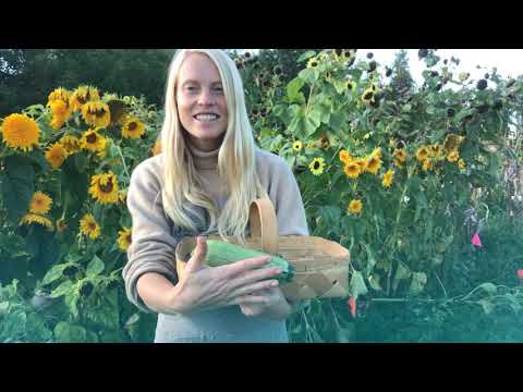 Video: Zucchini Iskander: verskeidenheid kenmerke, resensies