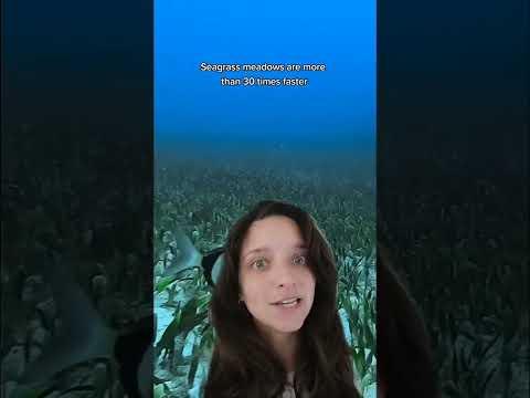 Seagrasses...