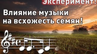 Эксперимент! Влияние Музыки На Всхожесть Семян! Начало!