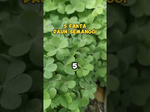 5 FAKTA DAUN