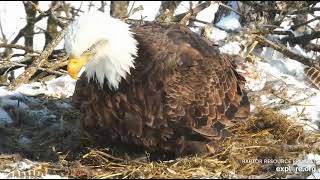 Decorah Eagles North First egg and first shimmy 02 16 2021