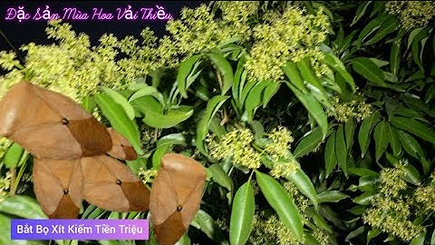 Bắt Bọ Xít Bán Kiếm Tiền Triệu Mùa Hoa Vải Thiều  l Núi Đồi Lục Ngạn