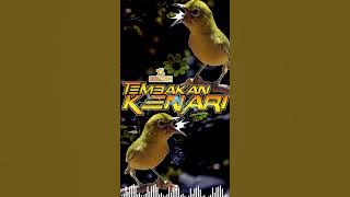 Masteran Pleci Tembakan Kenari Utuh Dan Panjang