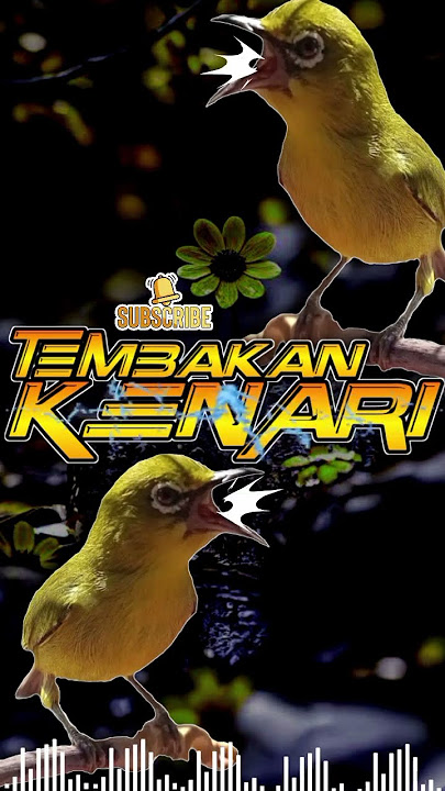 Masteran Pleci Tembakan Kenari Utuh Dan Panjang