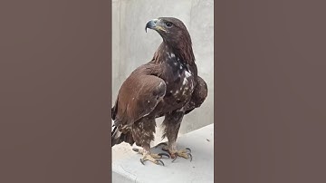 Strong Eagle🦅Captures Cheetah and Flies to Nest #wildlife
