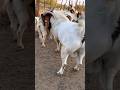 He broke his leg and we are glad his is back#boergoats #goat #goatfeed #goatvideo #goatgoat #goat