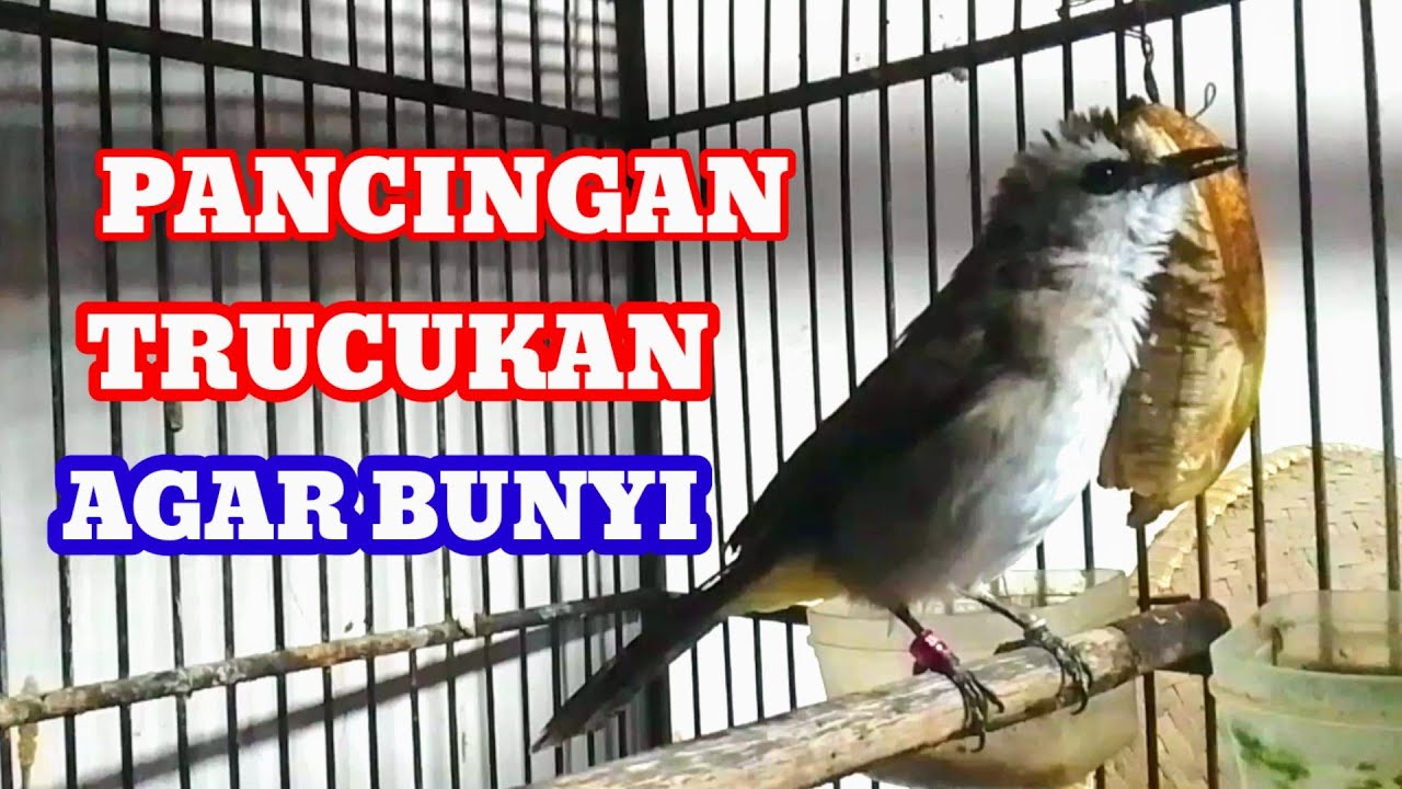 Suara pancingan trucukan agar bunyi jadikan trucukan gacor seketika