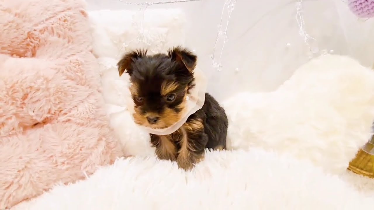 198384 ヨークシャーテリア - YouTube