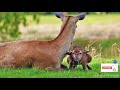 WARNING WILD RED DEER GIVING BIRTH 4K wildlife ©