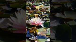 Lotus flower.flower viral shots youtubeshorts DevendraNagBonsai