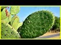 Le nopal et ses proprits curatives