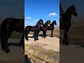 Why Friesians Are The Most Stunning Horses Ever Animals Horseenthusiast Horselover Friesian