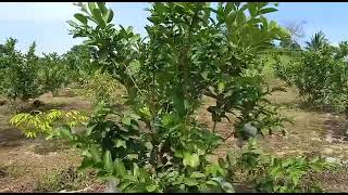 KEBUN BUAH JAMBU MEGA MERAH / KRISTAL MERAH DI BALIKPAPAN, BUAHNYA JUMBO