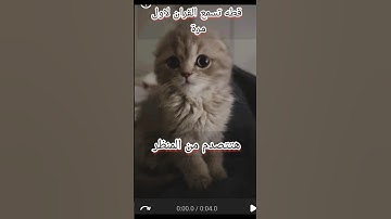 قطه تسمع القران الكريم لاول مره 😱  #دويتو #sho #footballmov #footballcomedy #يارب #معلومات #comedy