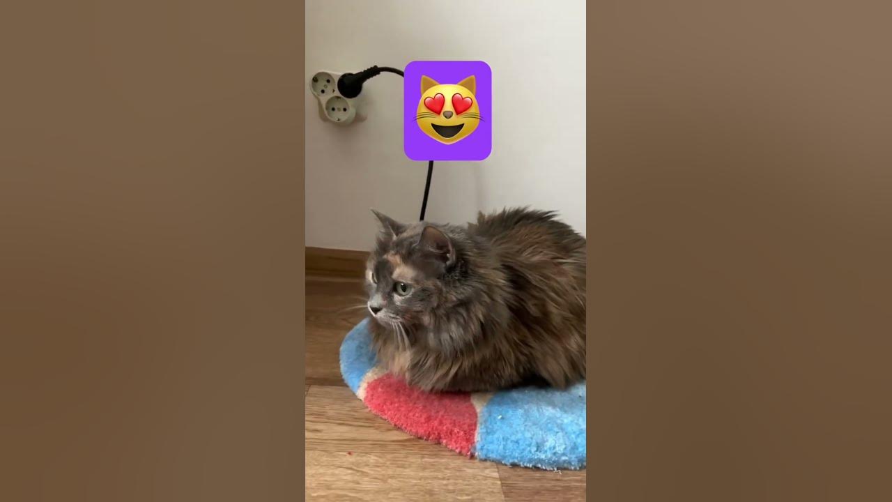 Мои коврики любят котики 🥰 Дневник мастера в Тг, ссылка в закреплённом ...