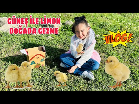 CİVCİVLERİMİZ GÜNEŞ VE