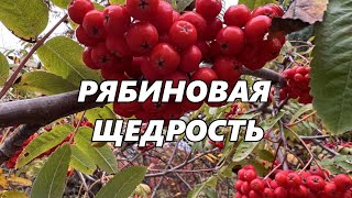 &quot;Рябиновая щедрость&quot;. Стихи Лилии Басыровой.  Онлайн театр из Екатеринбурга.