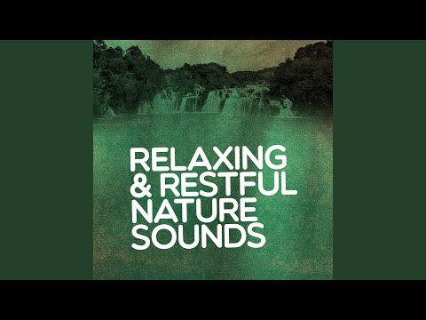 The Sounds of Earth Group - Springtime Bird Song