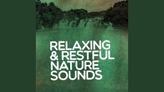 Springtime Bird Song - The Sounds of Earth Group