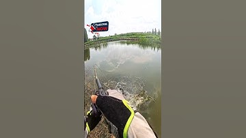 Lure bait casting fishing || casting fishing snakehead part 62 #fishing #fishingtips #angler #lure