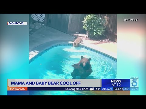 This momma bear and cub in a swimming pool is the cutest thing you'll see today