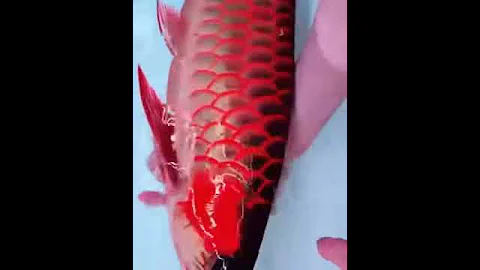 Самая дорогая рыба Красная арована